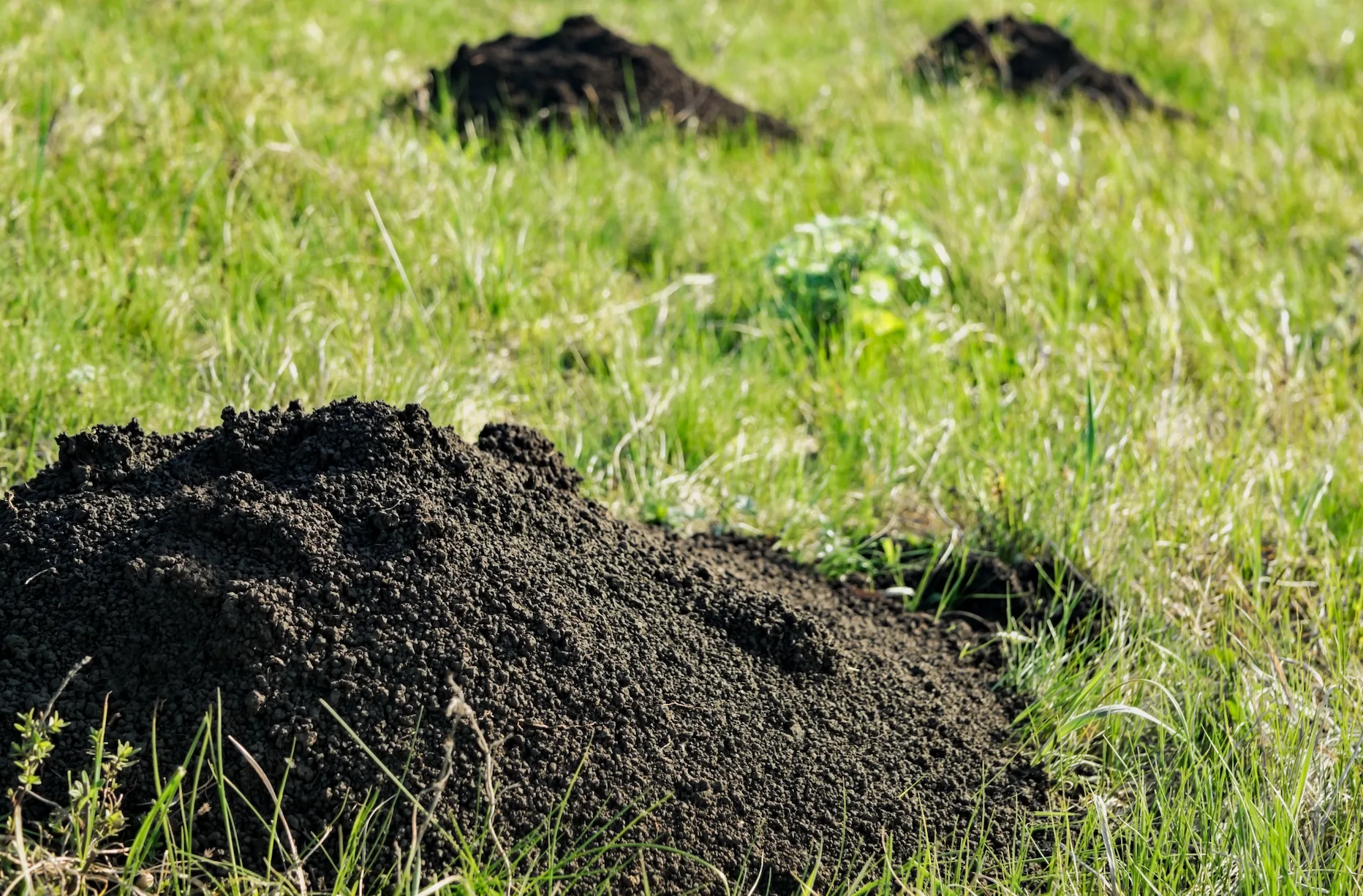 Mole Control